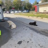 Москва пристраивается лабрадор