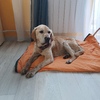 Орел пристраивается лабрадор