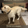 Калужская область, Малоярославецкий район, сельское поселение Головтеево пропал лабрадор Алтай