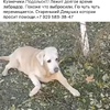 Подольск нужно лечение / финансовая помощь лабрадор Неизвестно