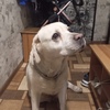 Ростов-на-Дону пристраивается лабрадор Беня