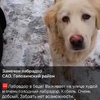 Москва, Кронштадтский бульвар, 35с4 найден лабрадор