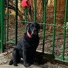 Москва найден лабрадор Неизвестно