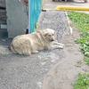 городской округ Самара, Кировский район найден лабрадор