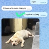 Тверская область, Конаково нужно лечение / финансовая помощь лабрадор Френк