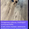 Иркутск пропал лабрадор Кира