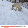 Москва нужно лечение / финансовая помощь лабрадор Неизвестно